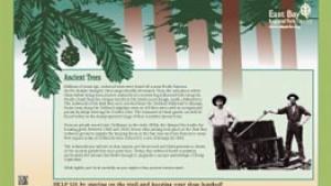 Ancient trees infographic