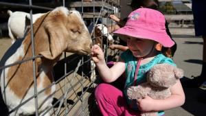 Girl and Goat at Ardenwood