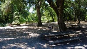 Newt Hollow 2