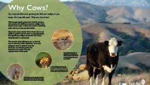 Why cows? interpretive panel