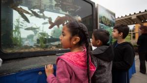Kids looking at fish
