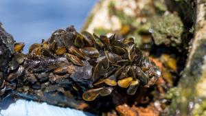 Golden Mussel in the sun
