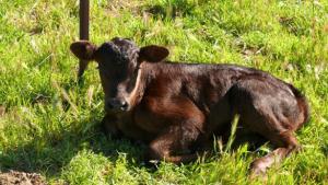 Cow gazing