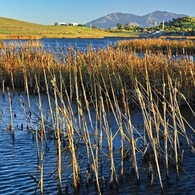 Waterbird Regional Preserve