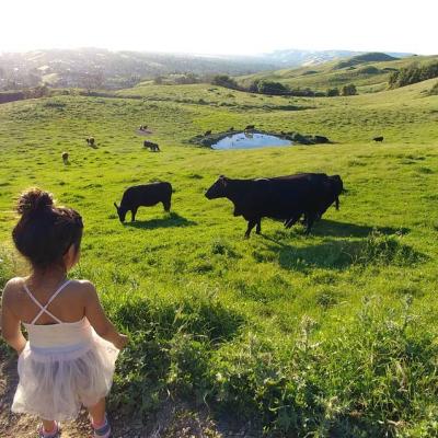 Small girl watching cattle grazing 